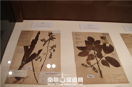 10幅手绘植物科学画亮相“博物学视角下的岭南绘画”展览 以鲜活生动气息吸引师生广泛关注